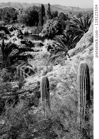 Film Image Sonora Desert Arizona Monochrome Film Image Sonora Desert Arizona Monochrome 119125504