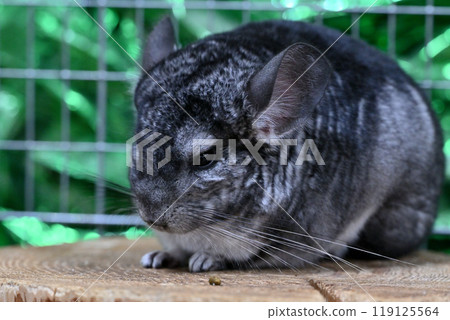 Chinchilla Chinchilla 119125564