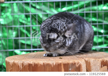 Chinchilla Chinchilla 119125569