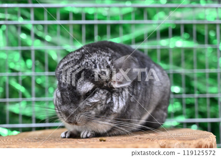 Chinchilla Chinchilla 119125572