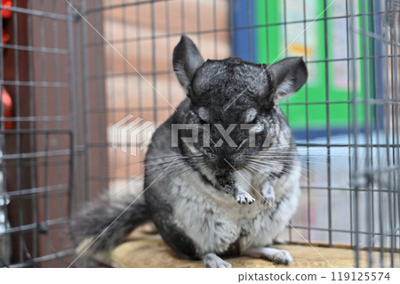 Chinchilla Chinchilla 119125574