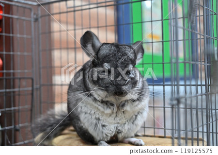 Chinchilla 119125575