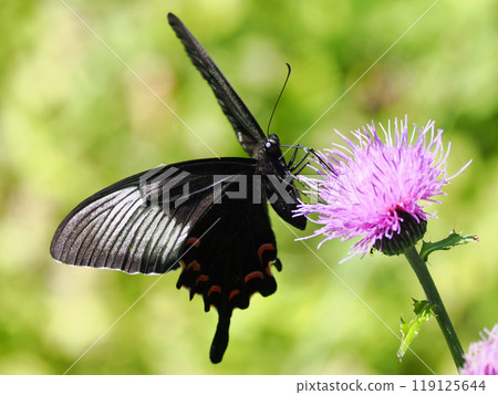 A swallowtail butterfly resting on a field thistle 119125644