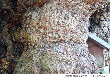 Kuzumi Shrine's large camphor tree Kuzumi Shrine's large camphor tree 119125676