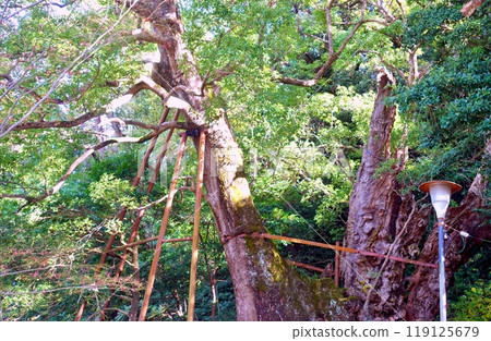 Kuzumi Shrine's large camphor tree Kuzumi Shrine's large camphor tree 119125679