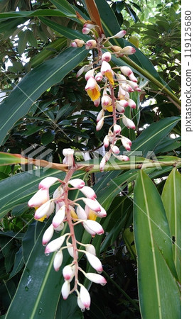 White Alpinia flower 119125680