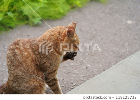 A straw-patterned Sakura cat grooming its paws A straw-patterned Sakura cat grooming its paws 119125732