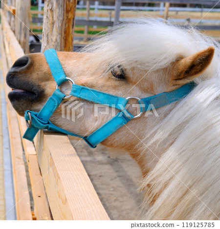 little pony with a light mane. little pony with a light mane. 119125785