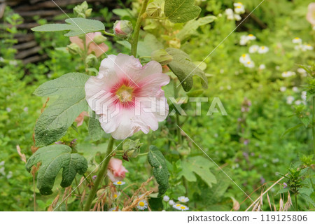 Hollyhocks in gardening. Mallow plant. Medicine wildflowers in meadow. Cottage garden. 119125806