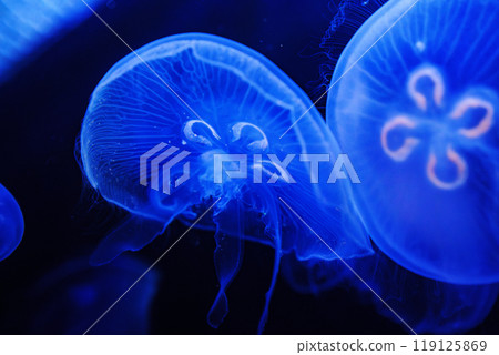 Eared aurelia, or eared jellyfish in the aquarium. Eared aurelia, or eared jellyfish in the aquarium. 119125869