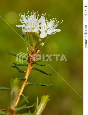 Flowering Rhododendron tomentosum, Wild Rosemary Flowering Rhododendron tomentosum, Wild Rosemary 119125910