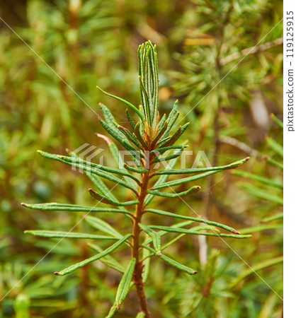 Flowering Rhododendron tomentosum 119125915