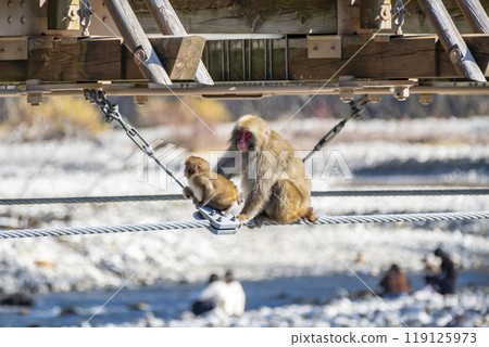 Kamikochi Japanese macaque parent and child Azumi Chubu Sangaku National Park, Matsumoto City, Nagano Prefecture 119125973