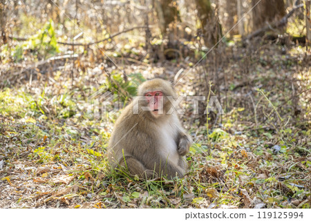 Japanese macaques in Kamikochi, Azumi Chubu Sangaku National Park, Matsumoto City, Nagano Prefecture 119125994