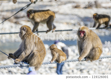 Kamikochi Japanese macaque parent and child Azumi Chubu Sangaku National Park, Matsumoto City, Nagano Prefecture 119126001