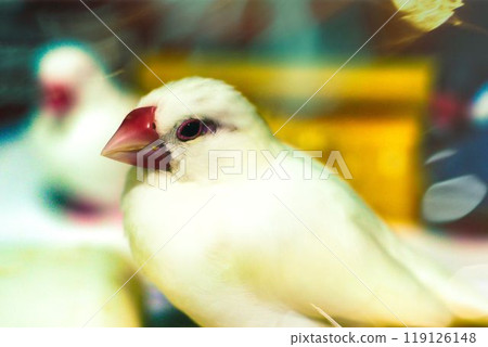 A white Java sparrow with a serious expression A white Java sparrow with a serious expression 119126148