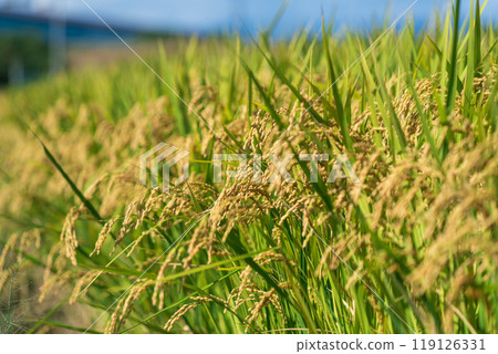 Harvest the ear of rice Harvest the ear of rice 119126331