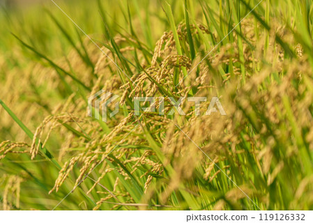 Harvest the ear of rice Harvest the ear of rice 119126332