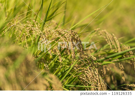 Harvest the ear of rice 119126335