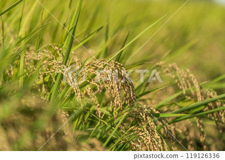Harvest the ear of rice 119126336