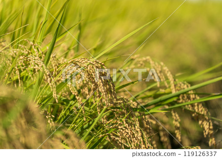 Harvest the ear of rice 119126337
