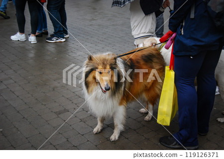Long-haired dog in a crowd of people. Scottish Shepherd - Collie with beautiful coloring. Long-haired dog in a crowd of people. Scottish Shepherd - Collie with beautiful coloring. 119126371