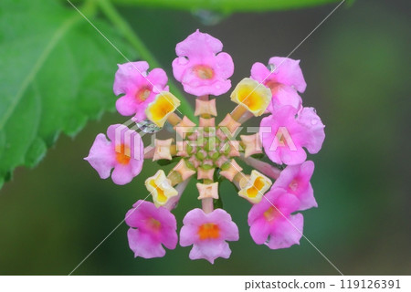 粉紅色的花朵和水滴 119126391