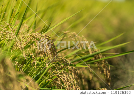 收穫大米的耳朵 119126393