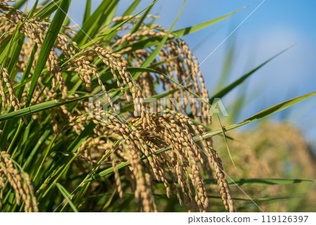 Harvest the ear of rice 119126397