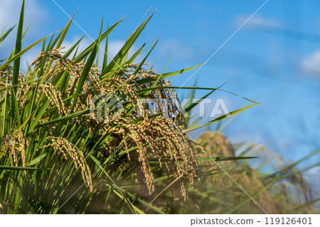Harvest the ear of rice Harvest the ear of rice 119126401