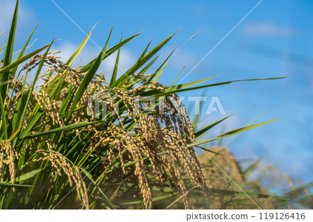 Harvest the ear of rice Harvest the ear of rice 119126416