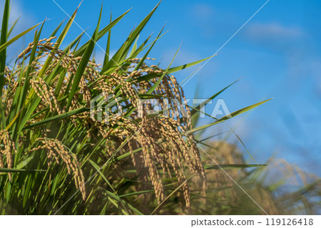 收穫大米的耳朵 收穫大米的耳朵 119126418