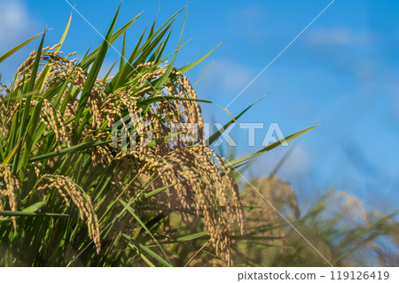 Harvest the ear of rice Harvest the ear of rice 119126419