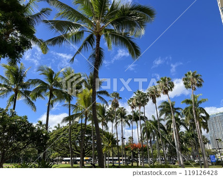 威基基藍天和棕櫚樹 119126428