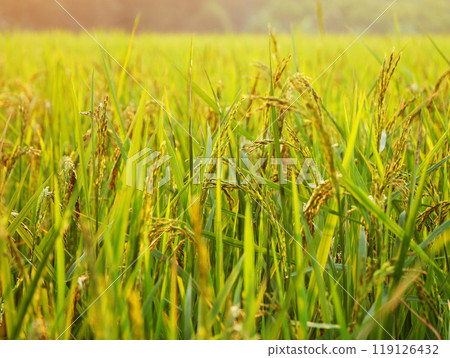 rice plants, rice farming that bears young fruit is still green, rice farm scenery, Ear of paddy growing in a farm land, paddy, grains bear fruit, green grass in the morning 119126432
