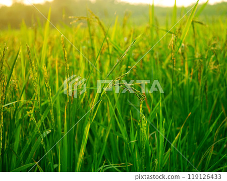 rice plants, rice farming that bears young fruit is still green, rice farm scenery, Ear of paddy growing in a farm land, paddy, grains bear fruit, green grass in the morning rice plants, rice farming that bears young fruit is still green, rice farm scenery, Ear of paddy growing in a farm land, paddy, grains bear fruit, green grass in the morning 119126433