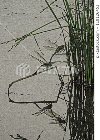 一條銀魚在夕陽西下的池塘一角交配 一條銀魚在夕陽西下的池塘一角交配 119126453