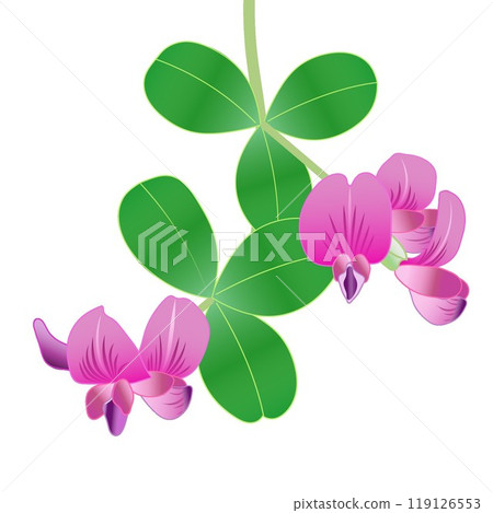 Hagi flower illustration 119126553