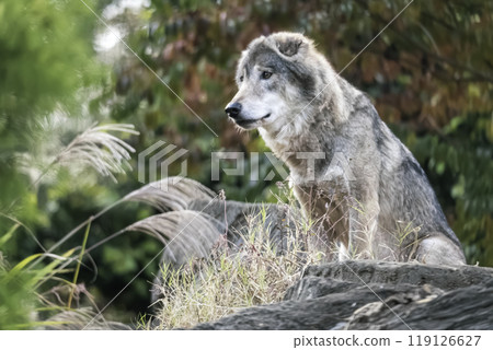 大野狼（灰太狼） 119126627