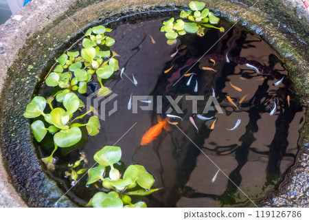 Goldfish and Medaka 119126786