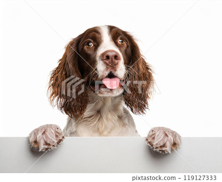 Happy Dog Showing Copy Space Suitable Image For Advertisement 119127333