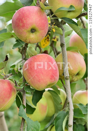 Apple Apple 119127447