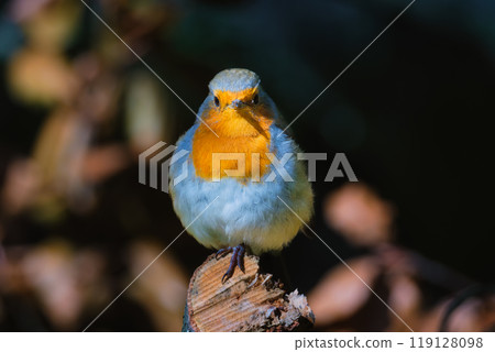 European robin. Bird on a branch. Blurred background. Animals in wild nature. European robin. Bird on a branch. Blurred background. Animals in wild nature. 119128098