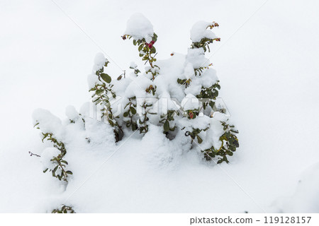 Vaccinium vitis idaea Koralle in the garden with berries under the snow Vaccinium vitis idaea Koralle in the garden with berries under the snow 119128157