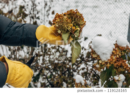 A gardener wearing gloves trims wilted hydrangea flowers before winter A gardener wearing gloves trims wilted hydrangea flowers before winter 119128165