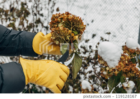 A gardener wearing gloves trims wilted hydrangea flowers before winter A gardener wearing gloves trims wilted hydrangea flowers before winter 119128167