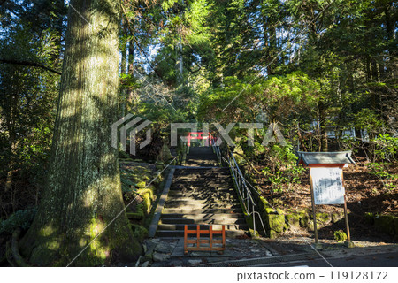 神奈川縣箱根町箱根神社的參道 神奈川縣箱根町箱根神社的參道 119128172