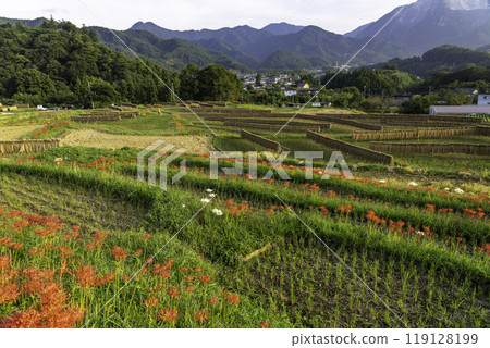 梯田與孤挺花的風景 梯田與孤挺花的風景 119128199