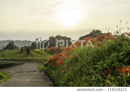 Scenery of rice terraces and red spider lilies Scenery of rice terraces and red spider lilies 119128221
