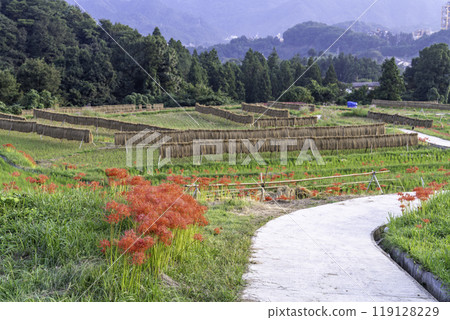 Scenery of rice terraces and red spider lilies Scenery of rice terraces and red spider lilies 119128229